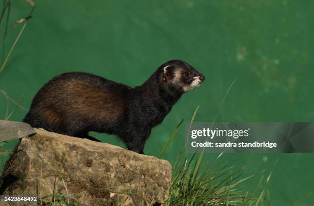 a polecat, mustela putorius, sitting on a rock at the british wildlife centre. - polecat stock pictures, royalty-free photos & images