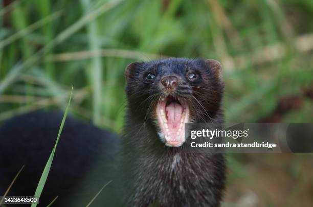 a head shot of a mink, neovison vison, with its mouth wide open at the british wildlife centre. - mink stock pictures, royalty-free photos & images