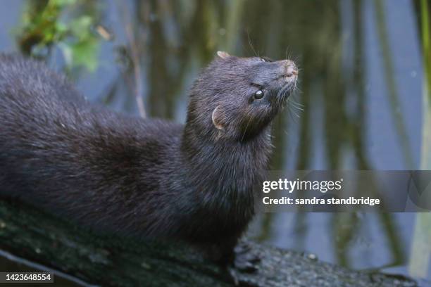 a mink, neovison vison, standing on a log in the water at the british wildlife centre. - mink stock pictures, royalty-free photos & images