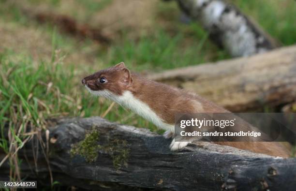 a stoat, mustela erminea, hunting for food in a pile of logs at the british wildlife centre. - ermine stockfoto's en -beelden