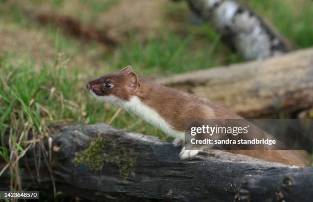 a stoat, mustela erminea, hunting for food in a pile of logs at the british wildlife centre. - mustela erminea stock pictures, royalty-free photos & images