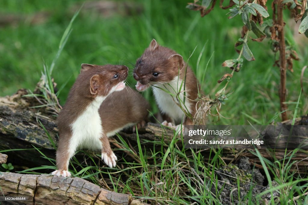 Two Stoats, Mustela Erminea, playing on a pile of logs at the British Wildlife Centre.