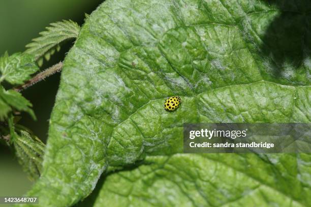 a very small 22 spot ladybird, psyllobora vigintiduopunctata, eating mildew growing on a comfrey leaf. - mildew fotografías e imágenes de stock