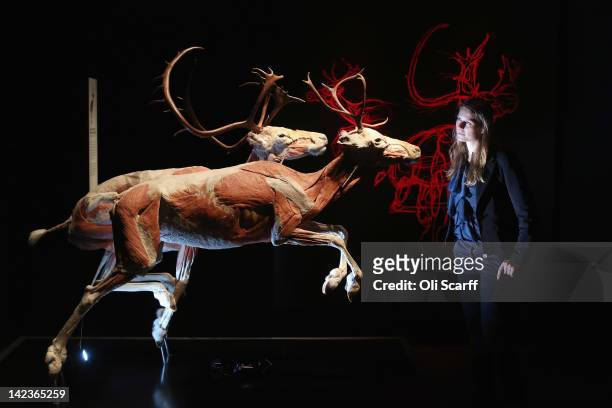 Woman views plastinated reindeer in the 'Animal Inside Out' exhibition at the Natural History Museum on April 3, 2012 in London, England. The...