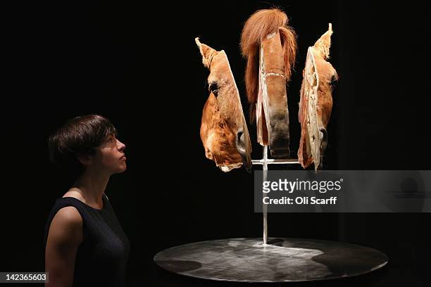 Woman views a plastinated horse's head sliced into three segments in the 'Animal Inside Out' exhibition at the Natural History Museum on April 3,...