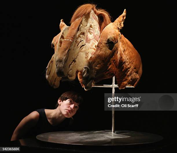 Woman views a plastinated horse's head sliced into three segments in the 'Animal Inside Out' exhibition at the Natural History Museum on April 3,...