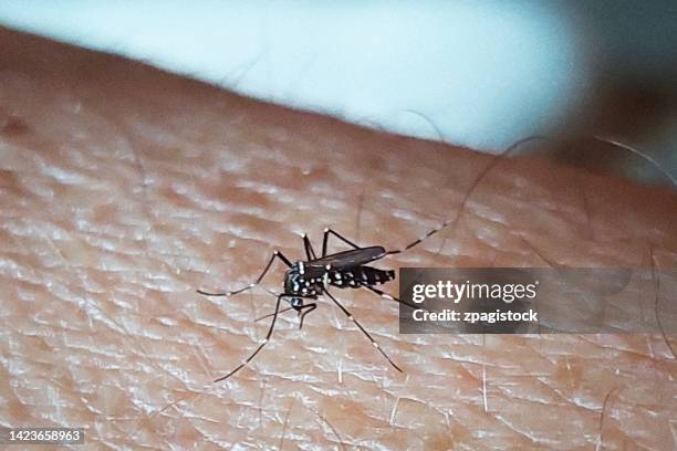 Tiger Mosquito High-Res Stock Photo