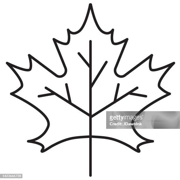 maple leaf thin line icon on white background - editable stroke - maple leaf stock illustrations