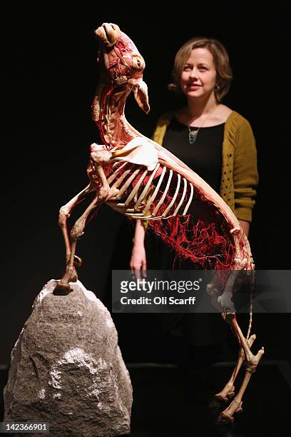 Woman views a plastinated goat in the 'Animal Inside Out' exhibition at the Natural History Museum on April 3, 2012 in London, England. The...