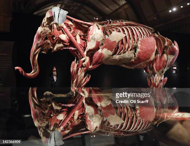 Girl views a plastinated Asian elephant in the 'Animal Inside Out' exhibition at the Natural History Museum on April 3, 2012 in London, England. The...