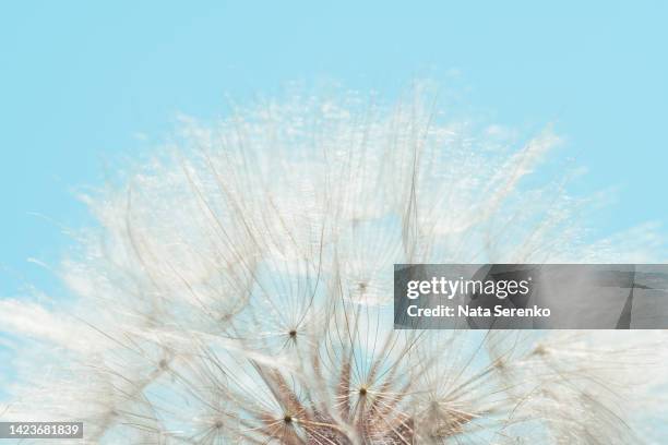dandelion at sunset . freedom to wish. dandelion silhouette fluffy flower on sunset sky. - close up on dandelion spores stock pictures, royalty-free photos & images