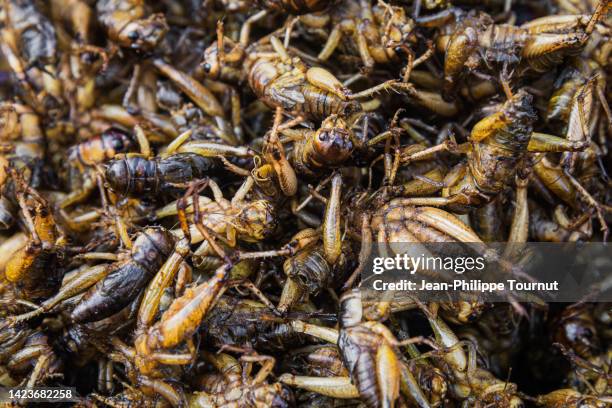 healthy food - roasted crickets, myanmar, southeast asia - grasshopper stock pictures, royalty-free photos & images