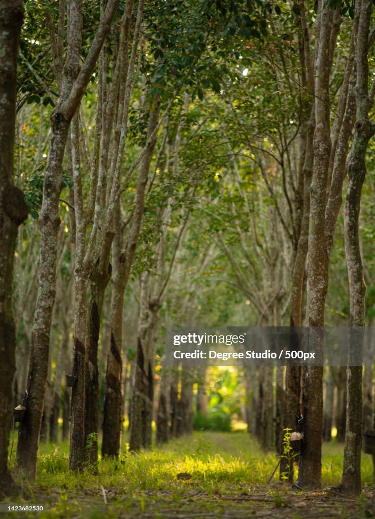 Tunnel view of rubber trees Hevea Brasiliensis,Perlis,Malaysia