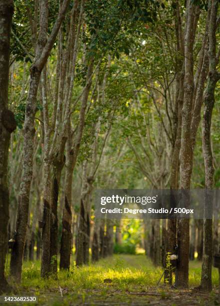tunnel view of rubber trees hevea brasiliensis,perlis,malaysia - perlis state park stock pictures, royalty-free photos & images
