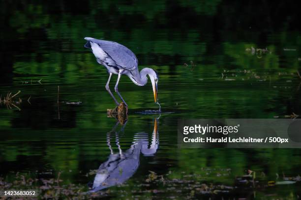 a gray great blue heron,switzerland - gray heron stock-fotos und bilder
