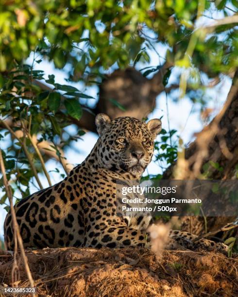 very beautiful photos of animals in the wild - jaguar animal stock pictures, royalty-free photos & images