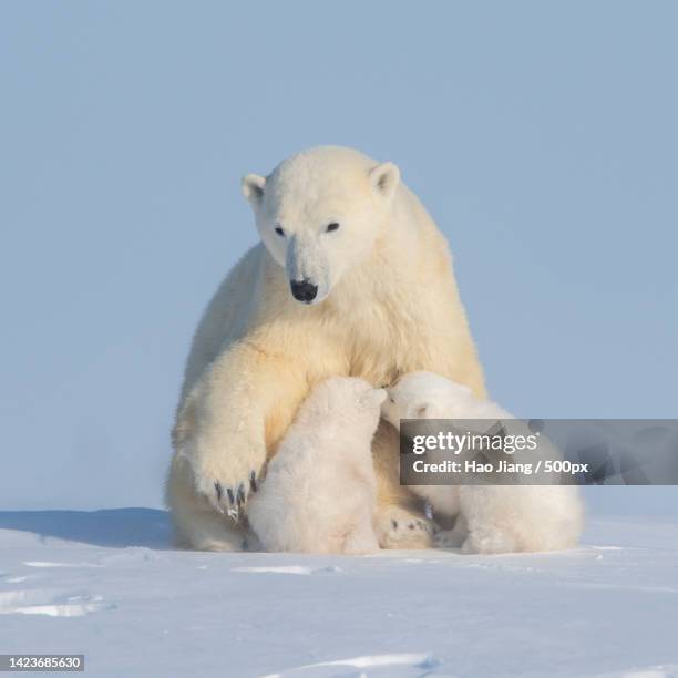 two polar bears play fight,wapusk national park,canada - bear lying down stock pictures, royalty-free photos & images