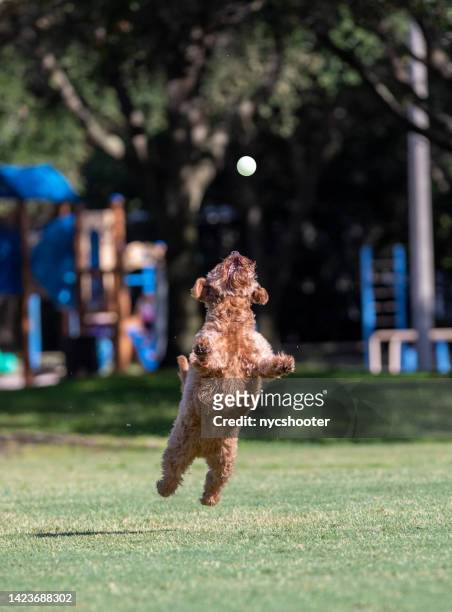 miniature golden doodle playing fetch, leaping into the air for ball - canine stock pictures, royalty-free photos & images