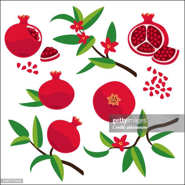 pomegranate - stone crop plant stock illustrations