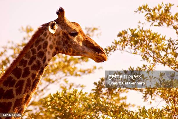 profile of south african giraffe - long neck animals fotografías e imágenes de stock