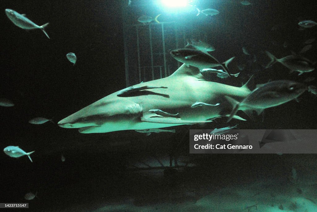 Lemon Shark at Night