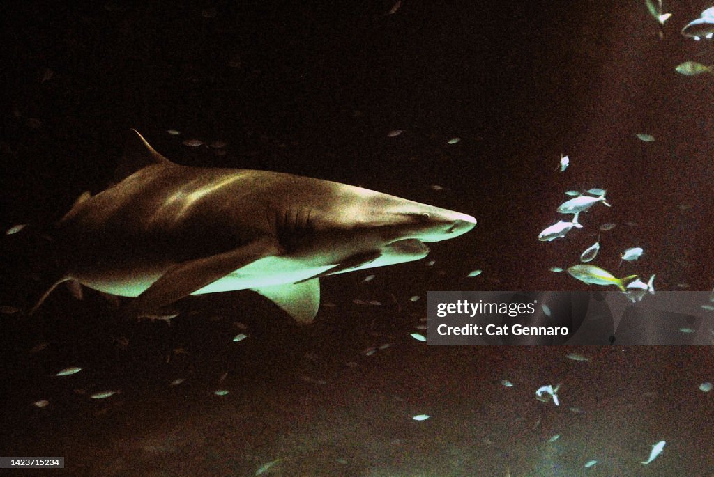 Lemon Shark At Night