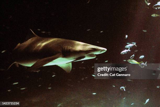 lemon shark at night - shark fin stock pictures, royalty-free photos & images