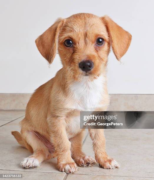 mixed breed puppy hoping to be adopted - mixed breed dog stock pictures, royalty-free photos & images