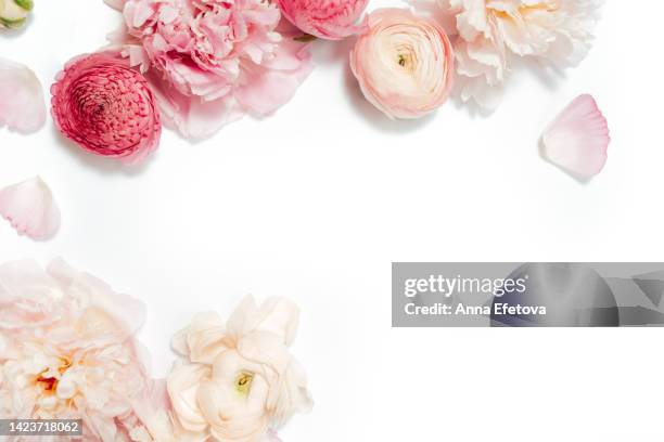 gentle pink peonies and ranunculus on white background. beautiful backdrop for your design with copy space - peónia imagens e fotografias de stock