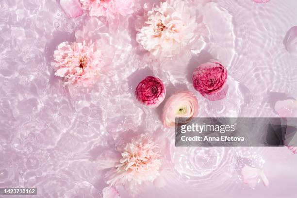 gentle pink peonies and ranunculus in water with light reflections on pastel pink background. beautiful backdrop for your design with copy space - rose colored 個照片及圖片檔