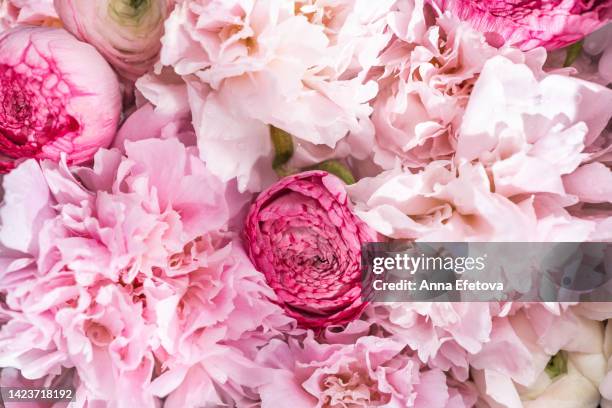 gentle pink peonies and ranunculus. beautiful backdrop for your design. macro photography from above - ranunculus wedding bouquet stock pictures, royalty-free photos & images