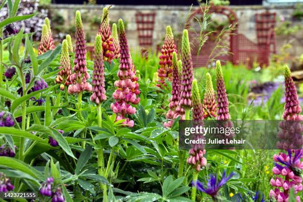 springtime lupins in the garden. - garden wall stock pictures, royalty-free photos & images