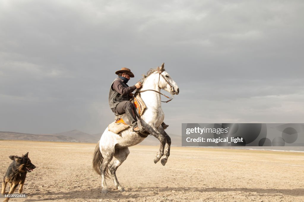 Cowboy reitet Pferde. Cowboy mit tänzelndem Pferd