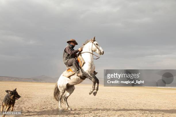 cowboy riding horses.  cowboy with prancing horse - rearing up bildbanksfoton och bilder