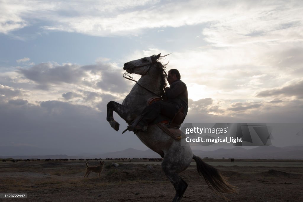 Cowboy riding horses. cowboy with prancing horse