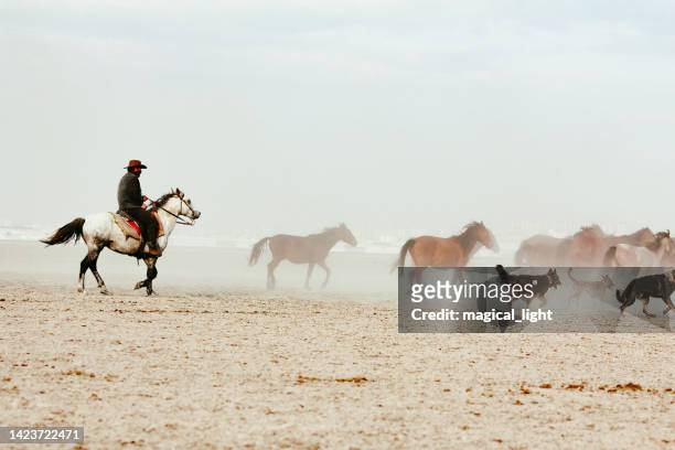 cowboy reitet auf einem pferd. wildpferdeherde - arabic horse stock-fotos und bilder