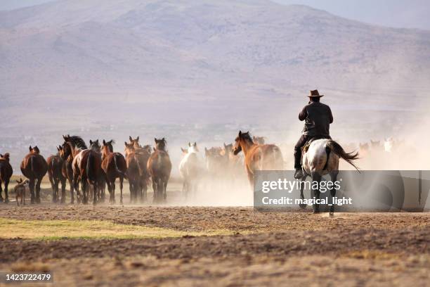 cowboy is riding a horse. wild horse herd - old mustang stock pictures, royalty-free photos & images