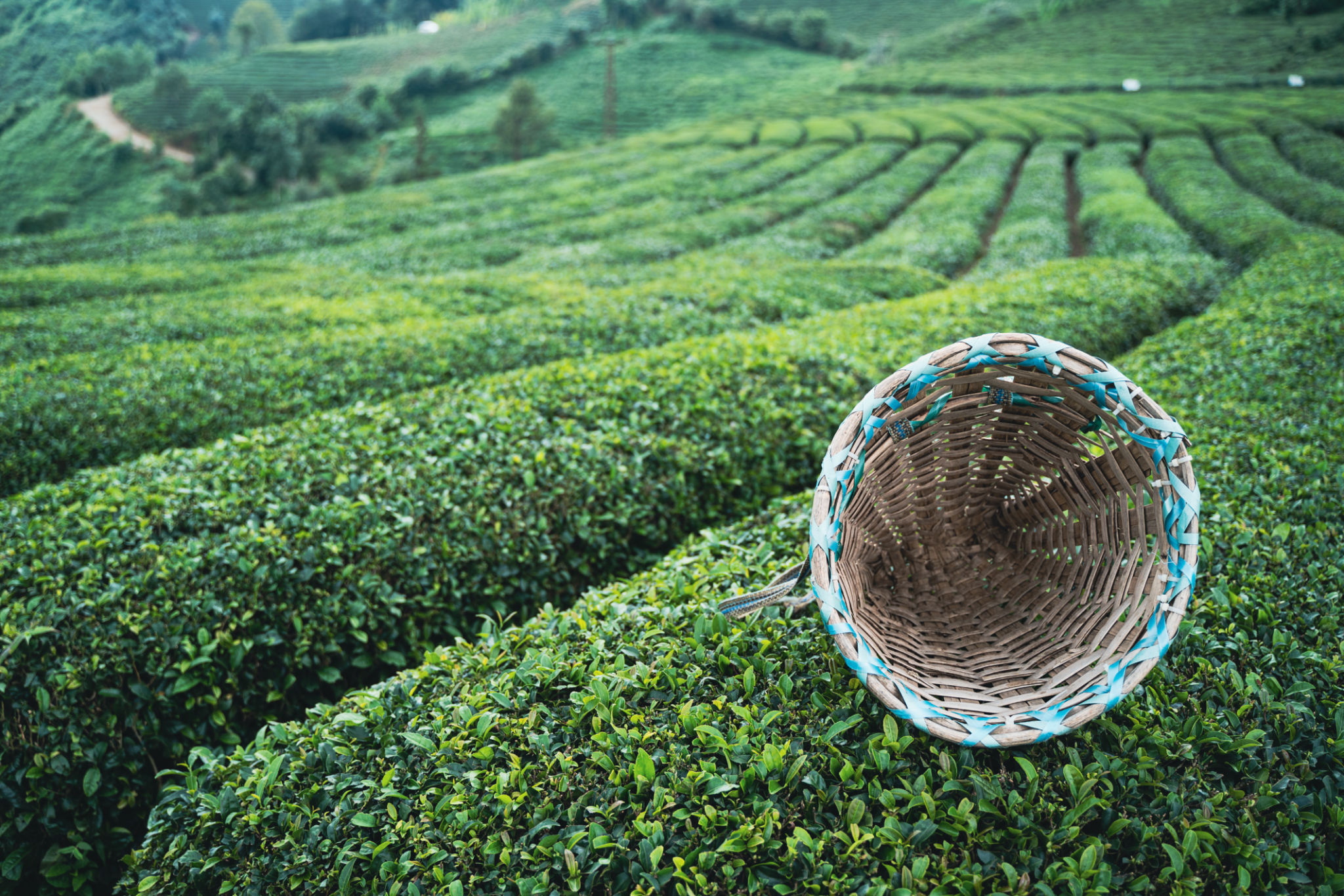 sustainable tea