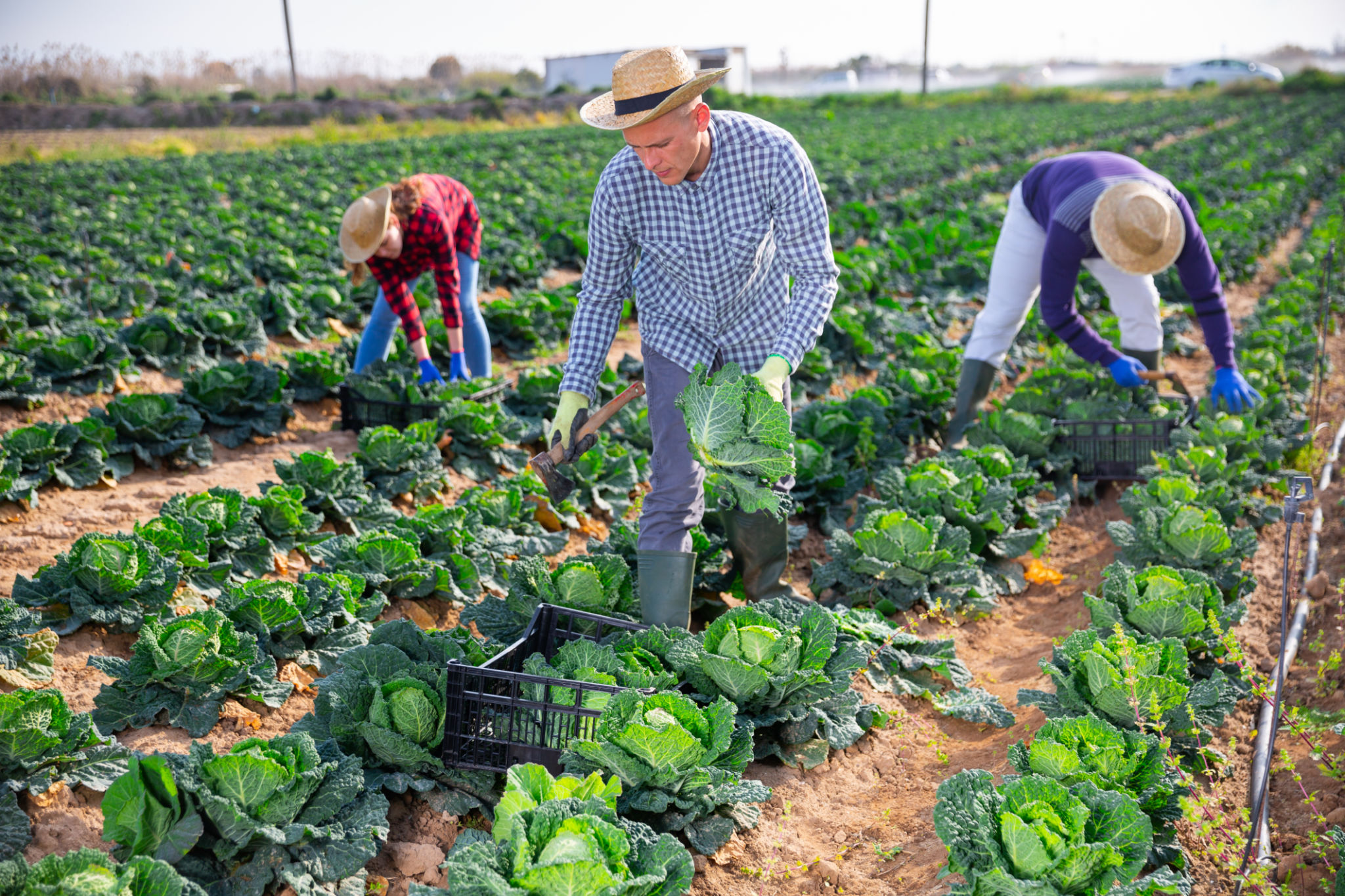 seasonal jobs agriculture