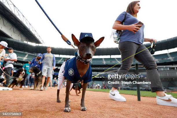 Fig, 2-year-old Mexican hairless, walks the infield after the game between the Seattle Mariners and the San Diego Padres during Bark at the Park at...