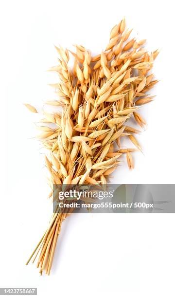 close-up of wheat against white background - oat ear stockfoto's en -beelden