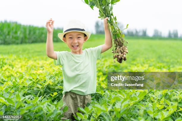 a chinese baby - peanuts field stock pictures, royalty-free photos & images