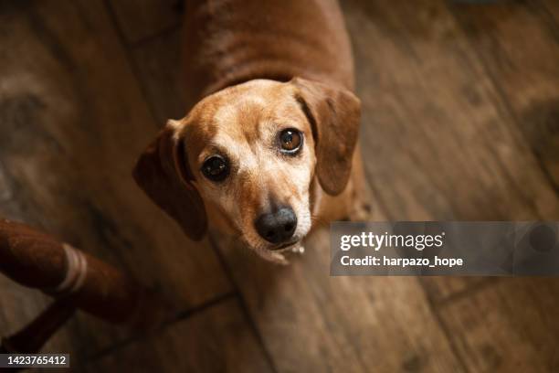 cute dachshund looking up at the camera. - rogar fotografías e imágenes de stock
