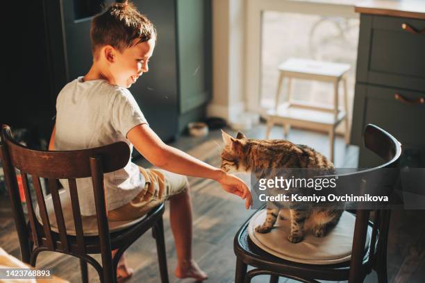 child playing with baby cat. kid holding black kitten. little boy snuggling cute pet animal sitting on white couch in sunny living room at home. kids play with pets. children and domestic animals. - animal friends stock-fotos und bilder