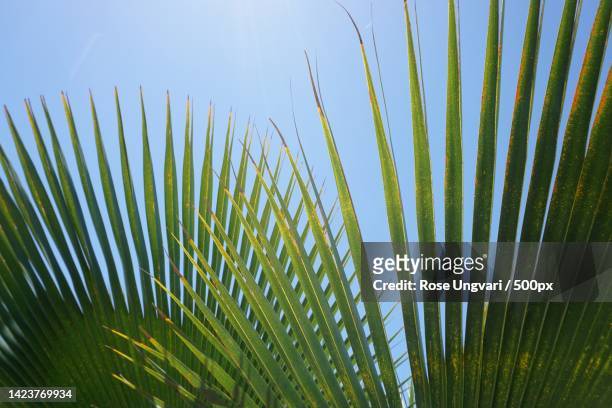 close-up of palm tree leaves against sky,naples,florida,united states,usa - naples florida stock-fotos und bilder