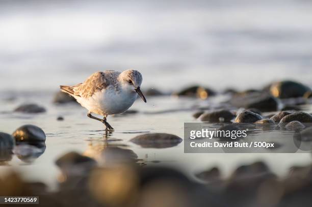close-up of seagull perching on shore at beach - correlimos tridáctilo fotografías e imágenes de stock