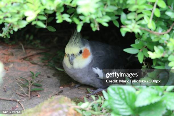 close-up of parrot perching on plant - yellow cockatiel stock pictures, royalty-free photos & images