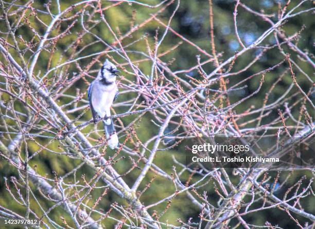 blue jay in the tree in winter - cecilius calvert 2nd baron baltimore stock pictures, royalty-free photos & images