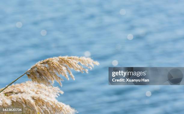 close up of tall grass at the lake - schilf stock-fotos und bilder