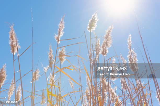 tall grass against the backdrop of a lake and clera sky - schilf stock-fotos und bilder